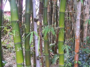 Bamboo grove in Kauai